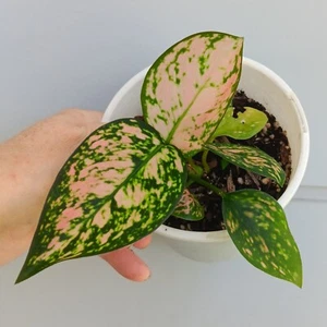 AGLAONEMA COMMUTATUM "LADY VALENTINE" TROPICAL CHINESE EVERGREEN INDOOR OUTDOOR - Picture 1 of 6