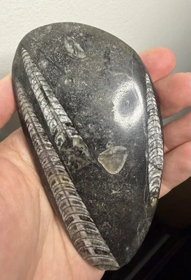 Polished Orthoceras Fossil 4.6” 6.7oz Black Limestone Devonian Cephalopod - Image 1 of 4