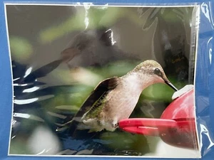 Fotografía HUMMINGBIRD - Impresión fotográfica grande de 16"x20" - Rubí femenino - Garganta - Imagen 1 de 6
