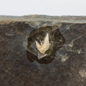 Dente di squalo, Orthacanthus senckenbergianus, Perm, Rotliegendes, Jeckenbach, D-k672 - Foto 1 di 4