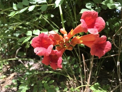10  Reddish Orange  Hummingbird Trumpet Vine Starter Plants 6-12 Inches - Image 1 of 4