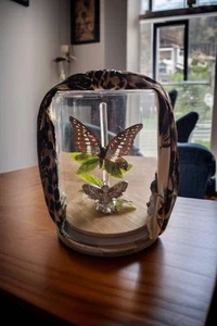Taxidermy Butterfly Cloche Jar - Picture 1 of 2