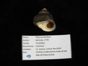 Muschel Phorcus lineatus 23,9mm ID#9530 - Bild 1 von 3