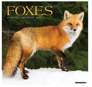 Füchse 2026 12" x 12" Wandkalender - Bild 1 von 4
