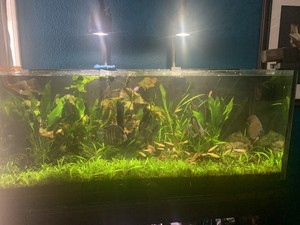 kessil a360 tuna sun