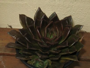ECHEVERIA, "BLACK PRINCE". x 3 leaves to easily strike - Picture 1 of 4