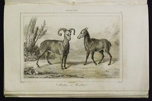 1839, SARDINIEN: MUFLONE FAUNA SARDINIEN.Sardinien.Sassari.ORISTANO Stahl.Le Chevalier - Bild 1 von 1