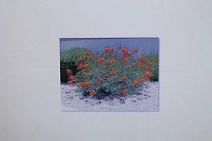 2 x 10 Samen Caesalpinia pulcherrima,Pfauenstrauch,Stolz v. Barbados #103 - Bild 1 von 1