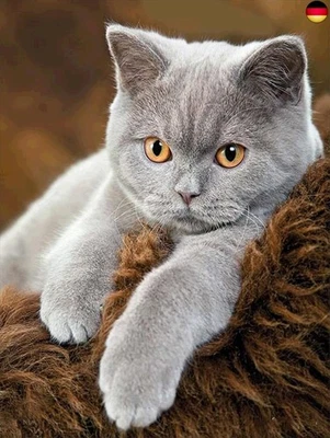 NAIMOER Diamond Painting Katze, 5D Erwachsene Diamant Malerei, Kinder Stickerei