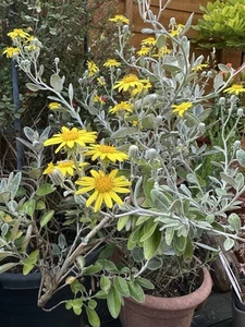 Brachyglottis Walberton's Silver Dormouse, hardy drought tolerant - Picture 1 of 5