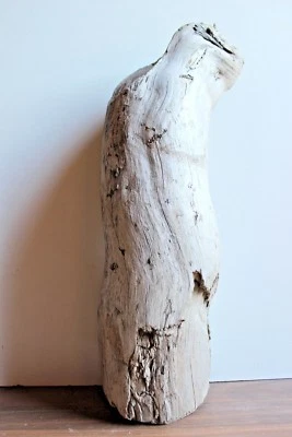 Treibholz Schwemmholz 1 XXL Stamm  Floristik, Garten, Basteln,Deko Terrarien  - Bild 1 von 4