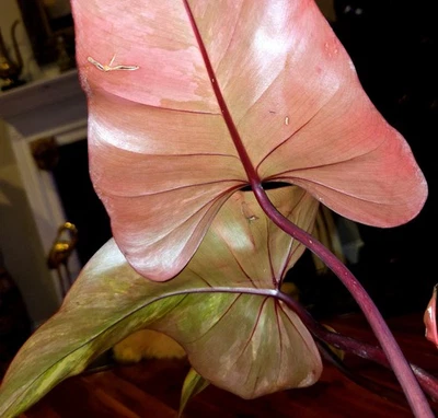 Rare Philodendron Firy Strawberry Shake 14" Tall Not Aroid Anthurium Monstera  - Image 1 of 4