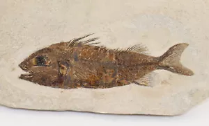 Pesce, Cyclopoma gigas, Terziario, Eocene, Monte Bolca, Verona, Italia-L124 - Foto 1 di 4