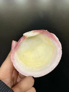 Handmade Primitive Seashell Mini Figure Decor 1"x 2.5" Shell Hat Shape - Picture 1 of 5