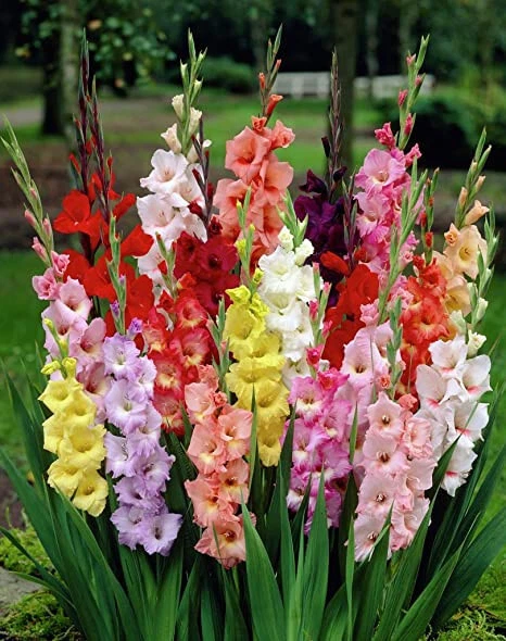 Gladiolus Fifteen Mixed Color Blend Tall Flower Bulbs Croms 12/14CM - Image 1 of 2