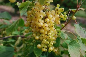 30 Samen RIBES WEISS - VERSAILLES - Bild 1 von 1