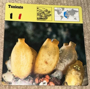 Vintage 1976 Animal Card - Tunicate - Printed In Japan - Picture 1 of 4