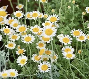 2000++ German Chamomile Seeds Herb Medicinal Fragrant Groundcover ANNUAL USA - Picture 1 of 3