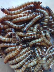 500 Live Superworms - FREE Shipping! Great for exotic pets and chickens! - Picture 1 of 4