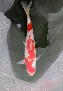 Live 10"-12" Premium Grade Female Kohaku Koi Fish - Picture 1 of 5