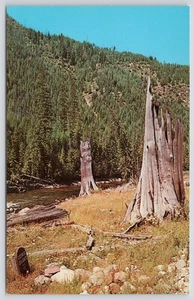 Postcard Colgate Grove Hot Springs Idaho - Picture 1 of 2