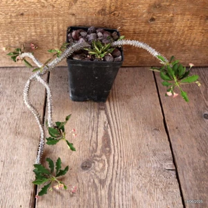 D4732 EUPHORBIA CROIZATII pot10-H26-W26 cm MaMa Cactus - Picture 1 of 4