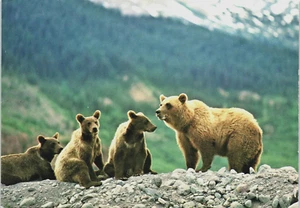 Vintage ALASKA Postcard Grizzly Bears on top of a Mountain Cute ~ - Picture 1 of 4