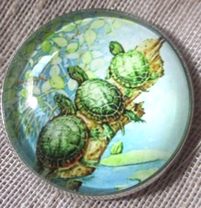 GLASS DOME PIC BUTTON - 3 GREEN TURTLES SITTING ON A PIECE OF WOOD OVER WATER - Picture 1 of 3
