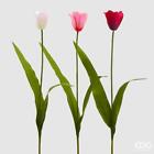 Edg   Tulipano Olandese Ramo H73 Rosa Chiaro