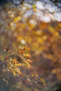 Objectif vintage Petzval 50mm F/1,2 Angenieux [Aps-c, Sony, Fuji] - Picture 1 of 13