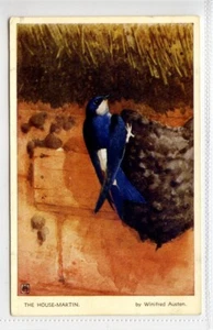 (KLj3039) Bird Series, The House-Martin, c1930 - Picture 1 of 2