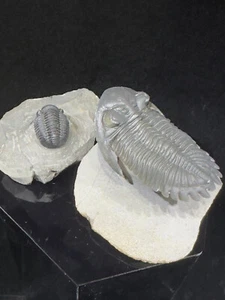7oz Hollardops and 4oz Phacops Trilobite Fossil set - Morocco - Picture 1 of 7
