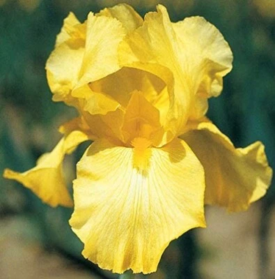 2 IRIS BULBS w/roots Ready to Plant,  Pure Yellow Color - Image 1 of 3
