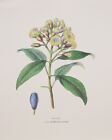 Vintage spice art lithograph - Clove 13.5in x 17in Authentic 1800s design