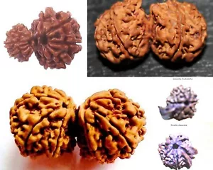 NEPALESE RUDRAKSHA RUDRAKSH GAURI SHANKAR GANESHA DOUBLE GANESH GARBH GAURI SHIV - Picture 1 of 5