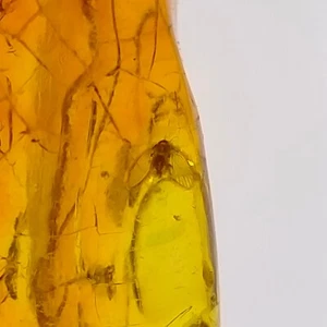 Baltic Amber fossil polished gemstone w/ trapped preserved bug inclusion 16ct - Picture 1 of 8
