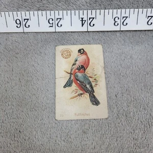 1904 Arm & Hammer Trade Card Bullfinches Beautiful Birds Series No. 20 Ad - Picture 1 of 3