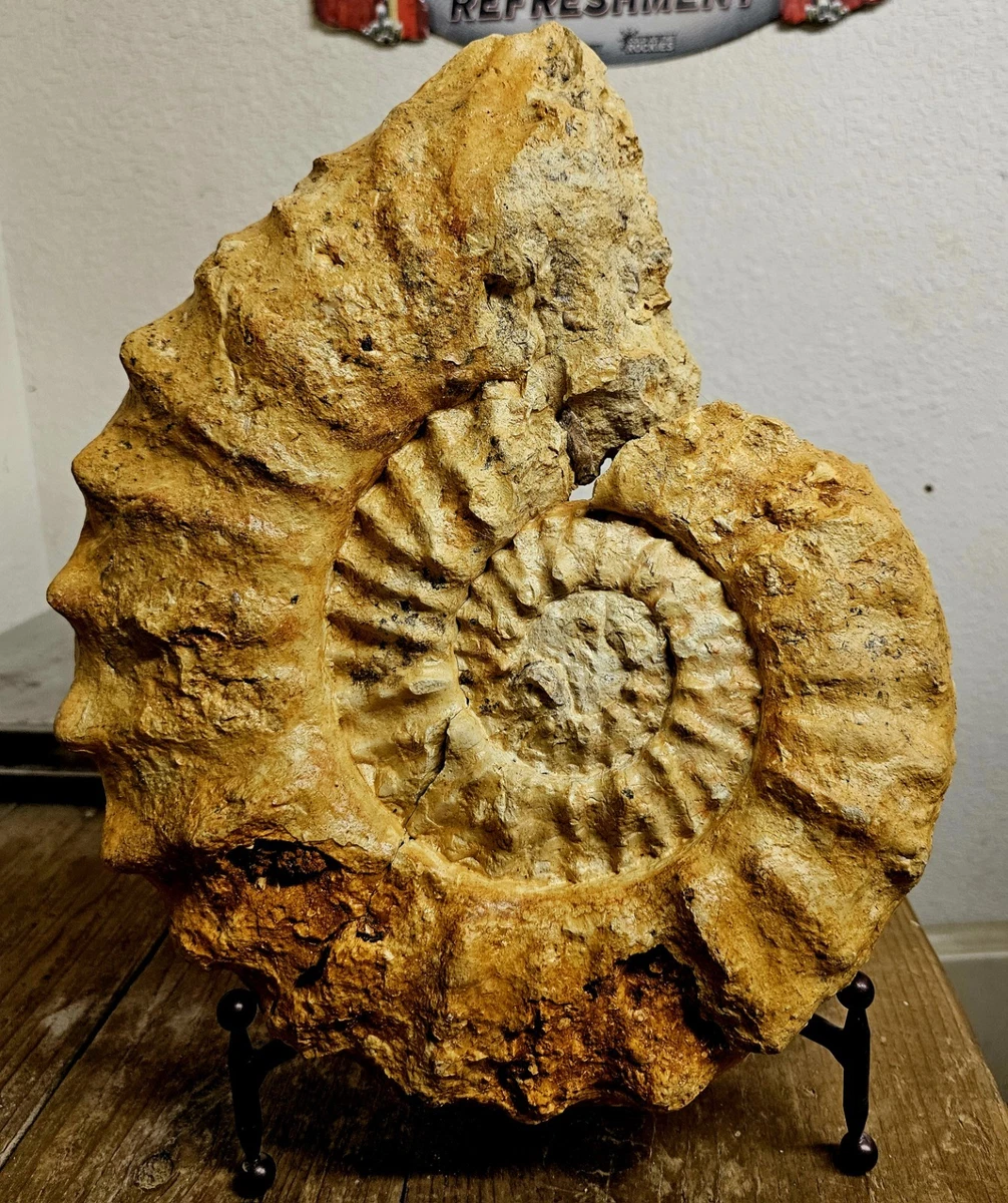 菊石化石| eBay