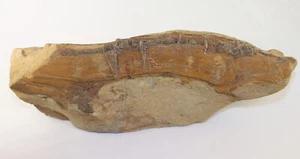 unbest. Holz., Jura, Toarc, Schandelah, Deutschland -k359 - Picture 1 of 5