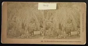 Helecho de mamut - Exposición colombiana Stereoview - Kilburn #8195 - BL940 - Imagen 1 de 3