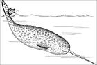 Affiche, plusieurs tailles ; dessin en ligne d'une baleine narval