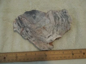Nuevo México pulida losa de madera petrificada corte 1 lb 5 oz, 7""Wx5""H, 1/2"" de espesor L40 - Imagen 1 de 3