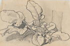 C. HOGUET (1821-1870), roślina szlakowa o szerokich liściach, ołówek romantyczna botaniczna