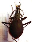 Carabidae, Carabinae, Scaphinotus Angusticollis (Mannerheim ) A-/A2  Usa, Oregon