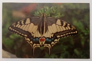 Postcard - Swallowtail Butterfly - Picture 1 of 4