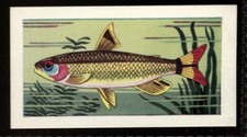 Tobacco Card, Amalgamated, Mills, AQUARIUM FISH, 1961, Red Eyed Characin, #20
