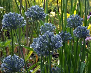 @ (◕‿◕)\\@ RARITÄT :  Allium caeruleum  5 Blumenzwiebeln - Bild 1 von 1