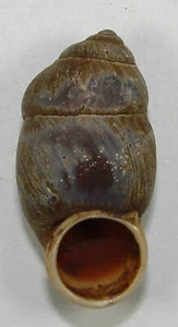 POLLICARIA ROCHEBRUNI 38,38 mm HERMOSA MUESTRA Guangxi, China - Imagen 1 de 2