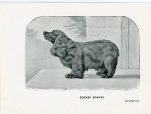 COCKER SPANIEL LITTLE ANTIQUE 1900 DOG ART PRINT - Picture 1 of 1