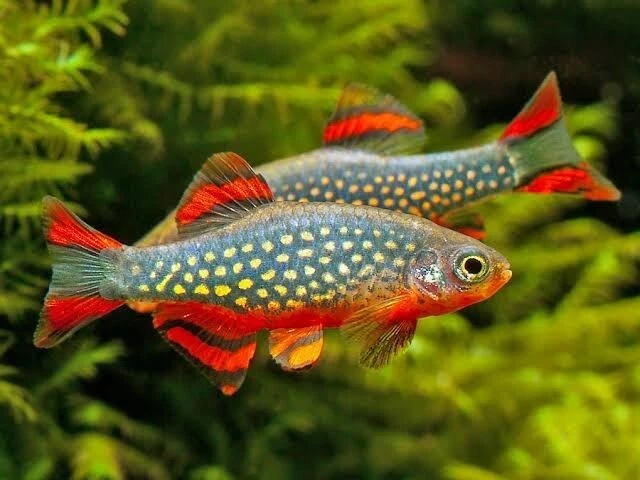Rasbora Galaxy - Danio Margaritatus - Pesci - Acquario - Immagine 1 di 1